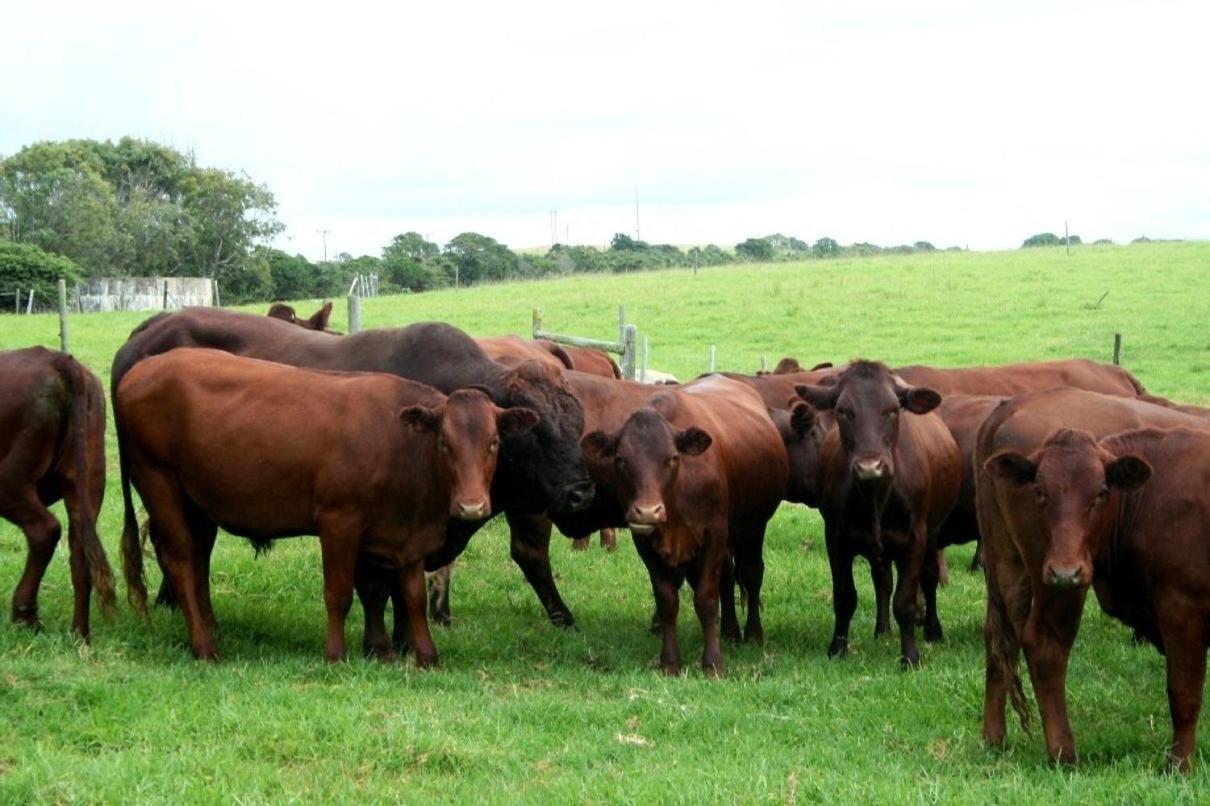 Haga HagaOppieplaas Country Estate别墅 外观 照片